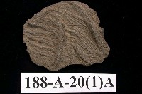 藏品(海百合)的圖片